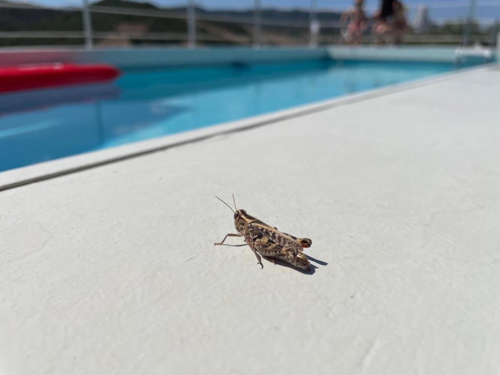 Villamassargia Casa Pinellaヴィラ エクステリア 写真